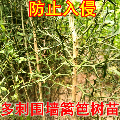 多刺树苗果园围墙篱笆护栏