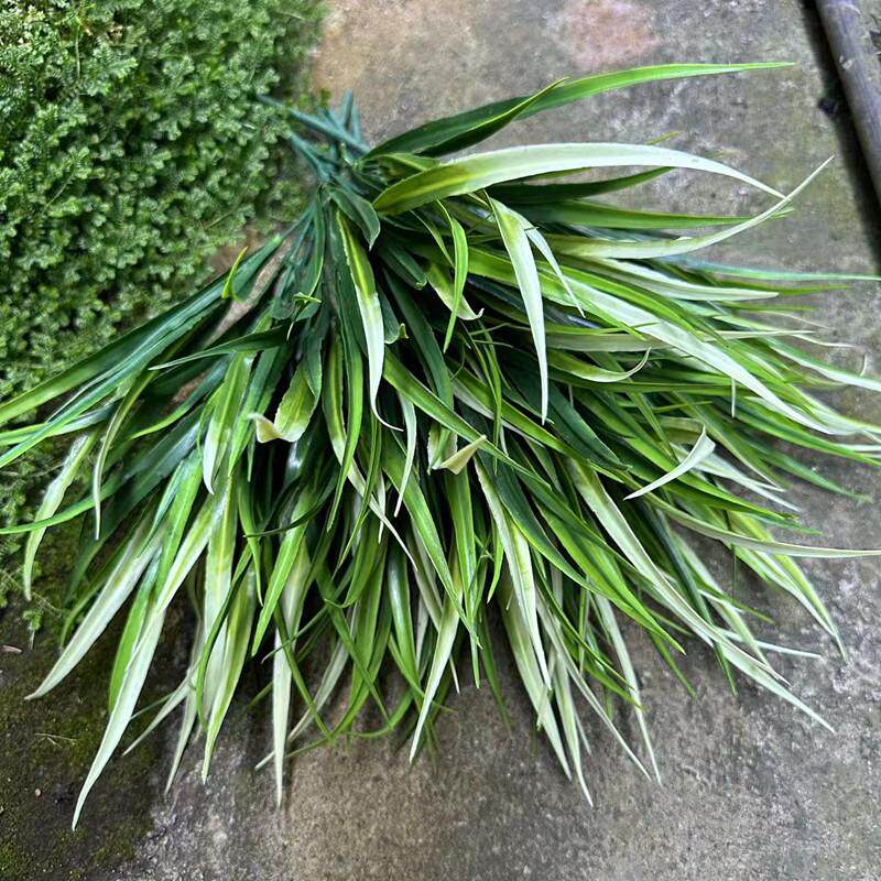 仿真兰花叶造景摆放绿植简约