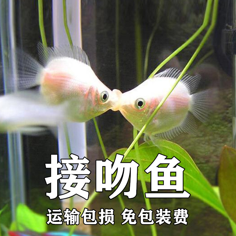 亲嘴鱼接吻鱼活体宠物鱼热带鱼观赏鱼萌萌哒鱼缸水族箱观赏鱼包邮