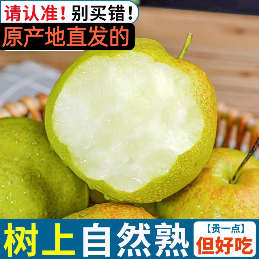 陕西黄陵翡翠梨特级正宗树上熟孕妇水果当季新鲜超甜梨子2024现摘