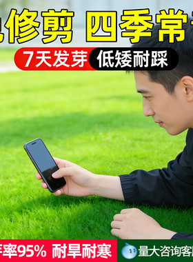 四季常绿草种量大来电批发优惠