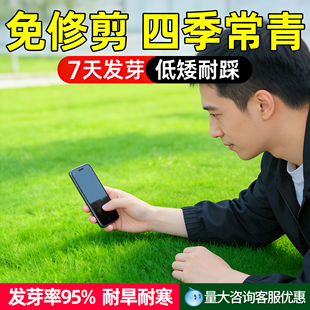 绿化草坪草籽四季青草种子护坡狗牙根高羊茅耐旱早熟禾耐热黑麦草