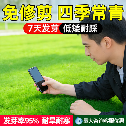 绿化草坪草籽四季青草种子护坡狗牙根高羊茅耐旱早熟禾耐热黑麦草