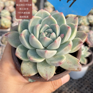 249佳人开播福利