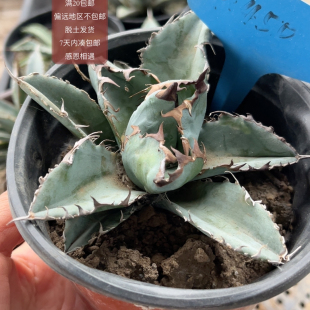 450蓝肌仁王冠