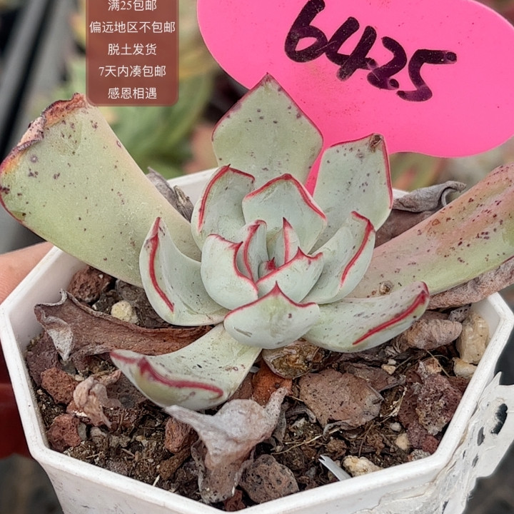 6425剑司诺娃,鲜花速递/花卉仿真/绿植园艺,多肉植物,淘宝优惠券,粉丝福利购,淘宝优惠卷