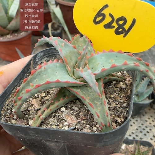 6281橘刺卡萨蒂杂芦荟