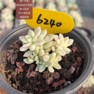 6240姬秋丽锦 易掉叶子