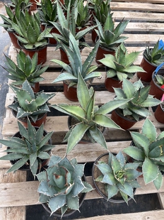 一颗包邮，龙舌兰大棵一物一拍，沙生植物杂交多肉仁王冠霍利达等