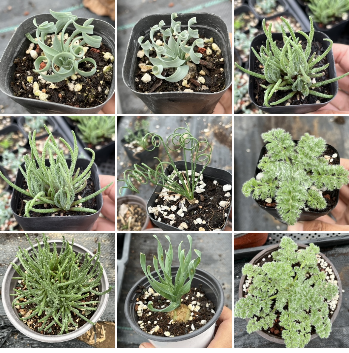 花果山块根类组合 宽叶弹簧草细叶弹簧草天赐羽叶洋葵等多肉植物