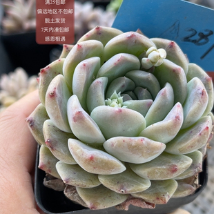 珍妮贝西提 287