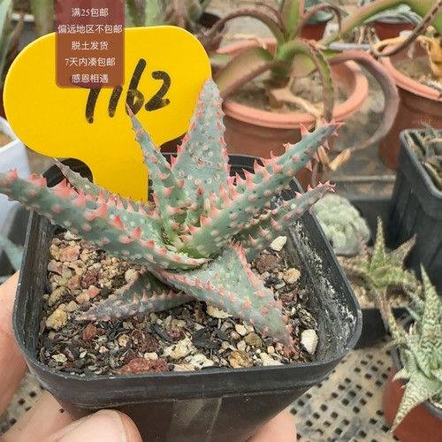 7162强刺卡萨蒂杂芦荟