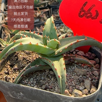 6622光面卡萨蒂杂