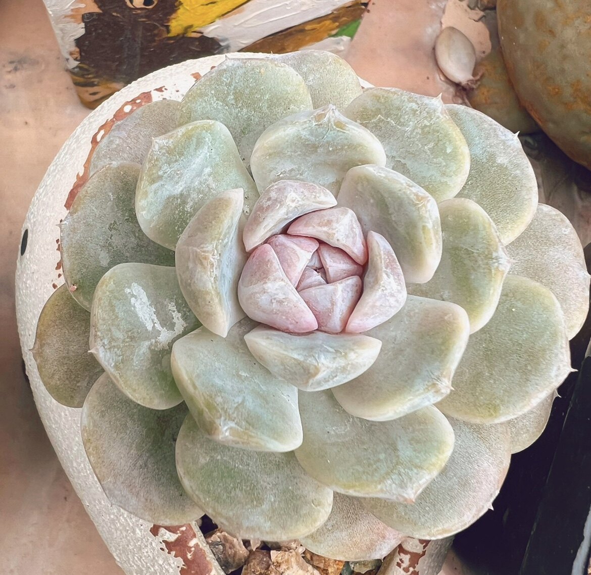 泰尼汉堡,非雪兔 好养精品贵货多肉植物绿植盆栽花卉花果山多肉