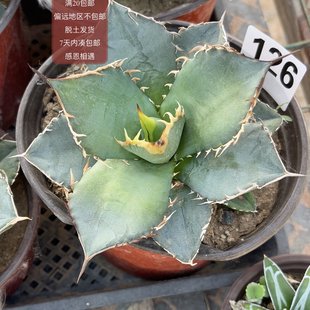 126仁王冠
