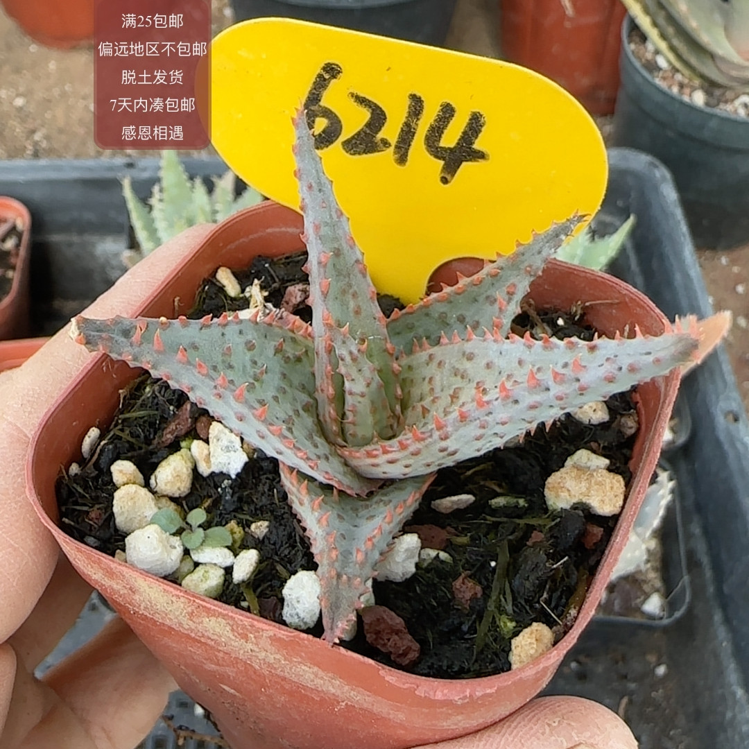 6124蓝底超级芦荟杂
