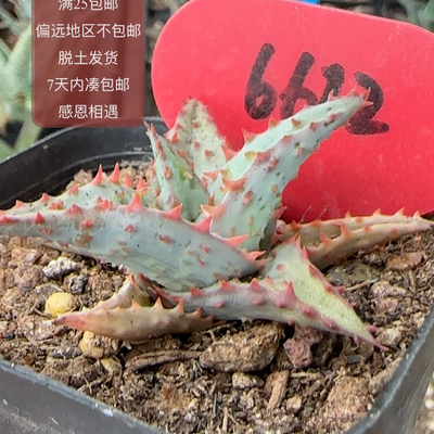 6612卡萨蒂杂优选