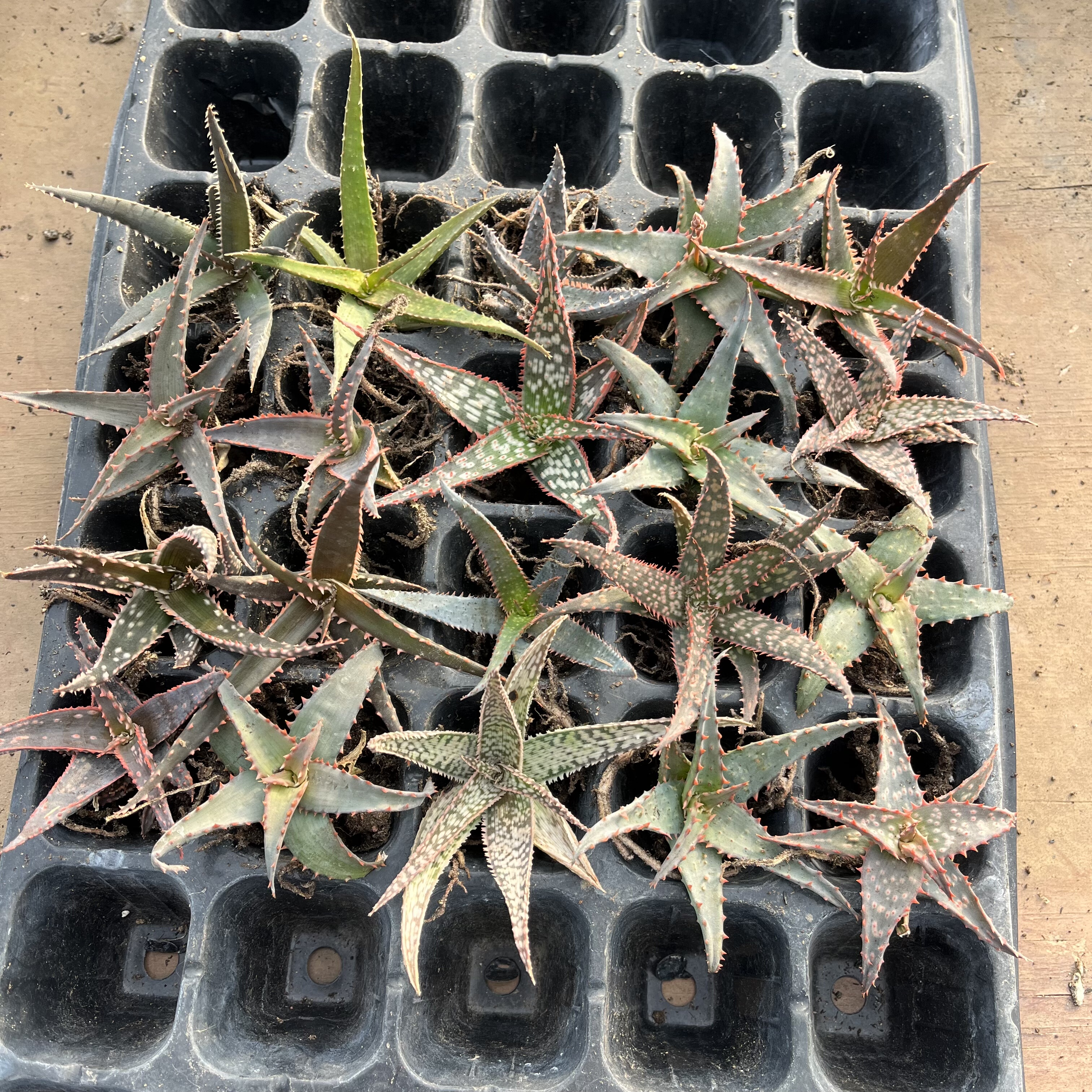 2号链接芦荟一物一拍 超级芦荟原生芦荟园艺芦荟等等多肉植物绿植,鲜花速递/花卉仿真/绿植园艺,多肉植物,淘宝优惠券,粉丝福利购,淘宝优惠卷