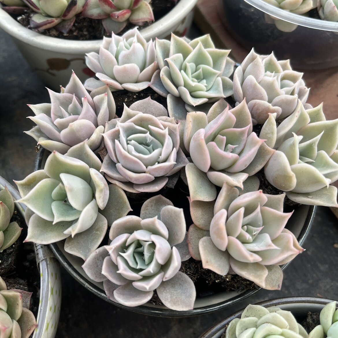 沙漠骆驼杂,类似饺子皮精品,绿盆栽花卉花果山多肉植物杂交专营