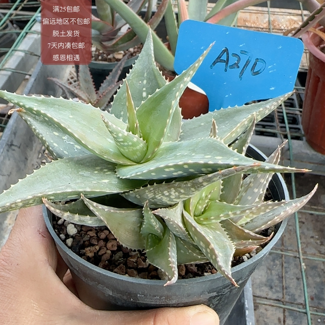 270三隅锦芦荟杂