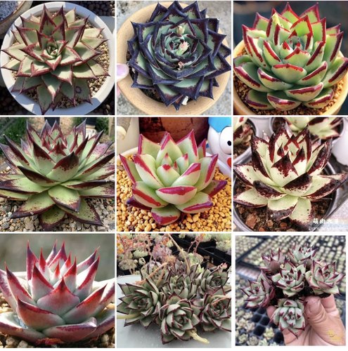 超大棵，群生，黑檀汁乌木美乌黑背乌木红檀乌木冬云杂多肉植物