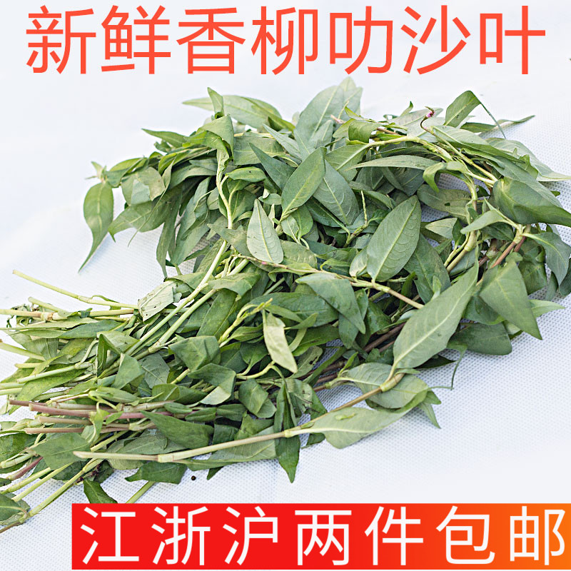 新鲜叻沙叶云南香柳laksa leaf 东南亚香料叻沙面云南香柳香辣蓼 水产肉类/新鲜蔬果/熟食 其它 原图主图