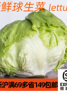 汉堡生菜沙拉蔬菜新鲜食用球生菜