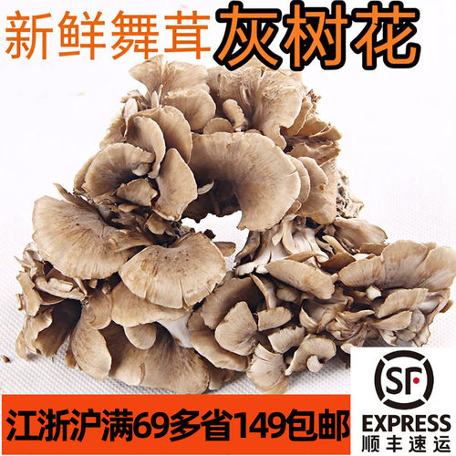 灰树花新鲜舞茸茶舞菇