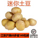 新鲜小土豆500g 适合炸制煎烤 口感软糯面 硬币大小 potato马铃薯
