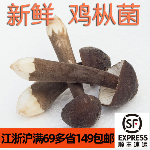 0新鲜食用黑皮mushroom火锅菌菇