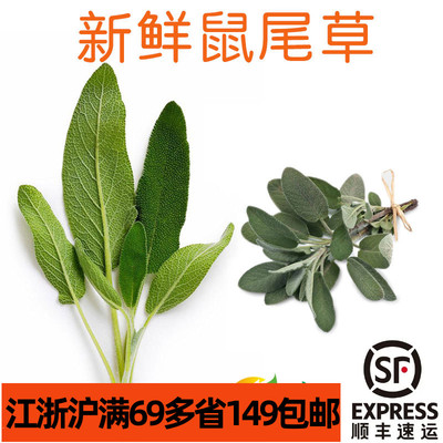 新鲜鼠尾草100g西餐意餐