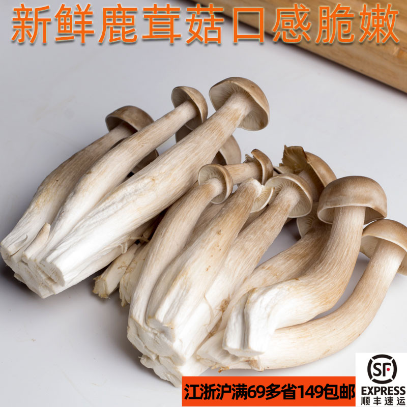 小品类菌菇 新鲜鹿茸菇1kg蘑菇 口感类似鸡枞菌 餐饮采购稳定供货 水产肉类/新鲜蔬果/熟食 新鲜松茸/菌菇 原图主图