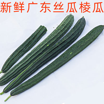 广东丝瓜广东菜食用新鲜