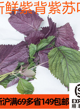 紫苏叶新鲜食用紫背紫苏 Perilla Leaf 煮鱼炒螺蛳蒸蟹去腥 装饰