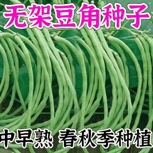 无架长豆角种子不搭架豇豆无筋