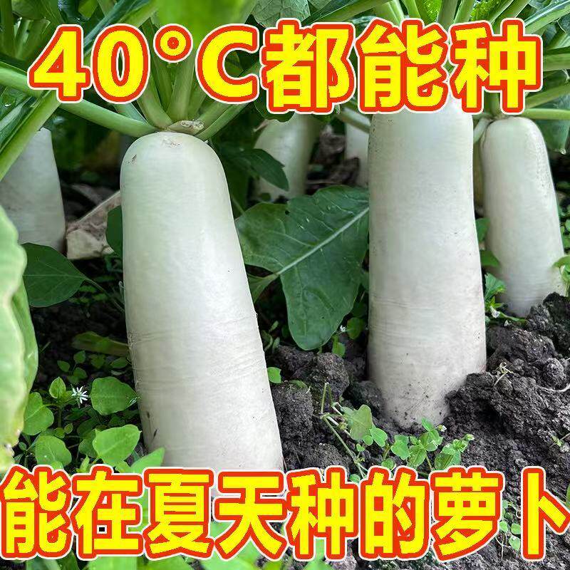 抗热白玉白萝卜种子萝卜种籽夏季蔬菜大全种子夏秋种籽耐热耐高温