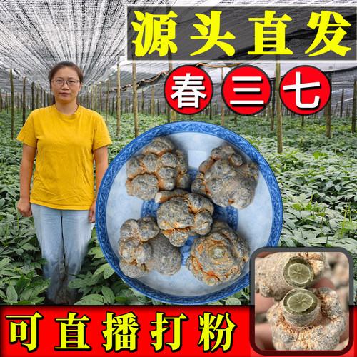 汇芸七乡云南文山三七农户直销