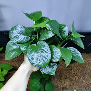 大叶九冠水草迷你九冠鱼缸造景专用植物巴榕水榕山剑榕蜈蚣草阴性