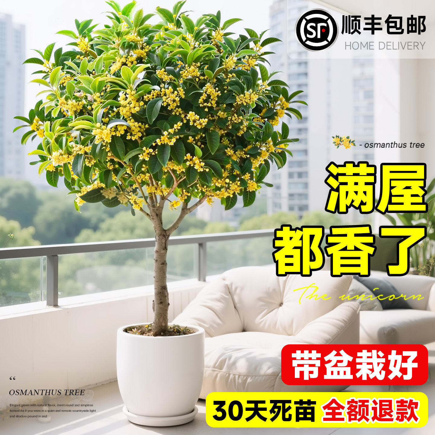 桂花树苗四季桂盆栽带花苞老桩