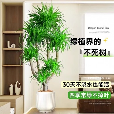 多头龙血树盆栽客厅老桩绿植物
