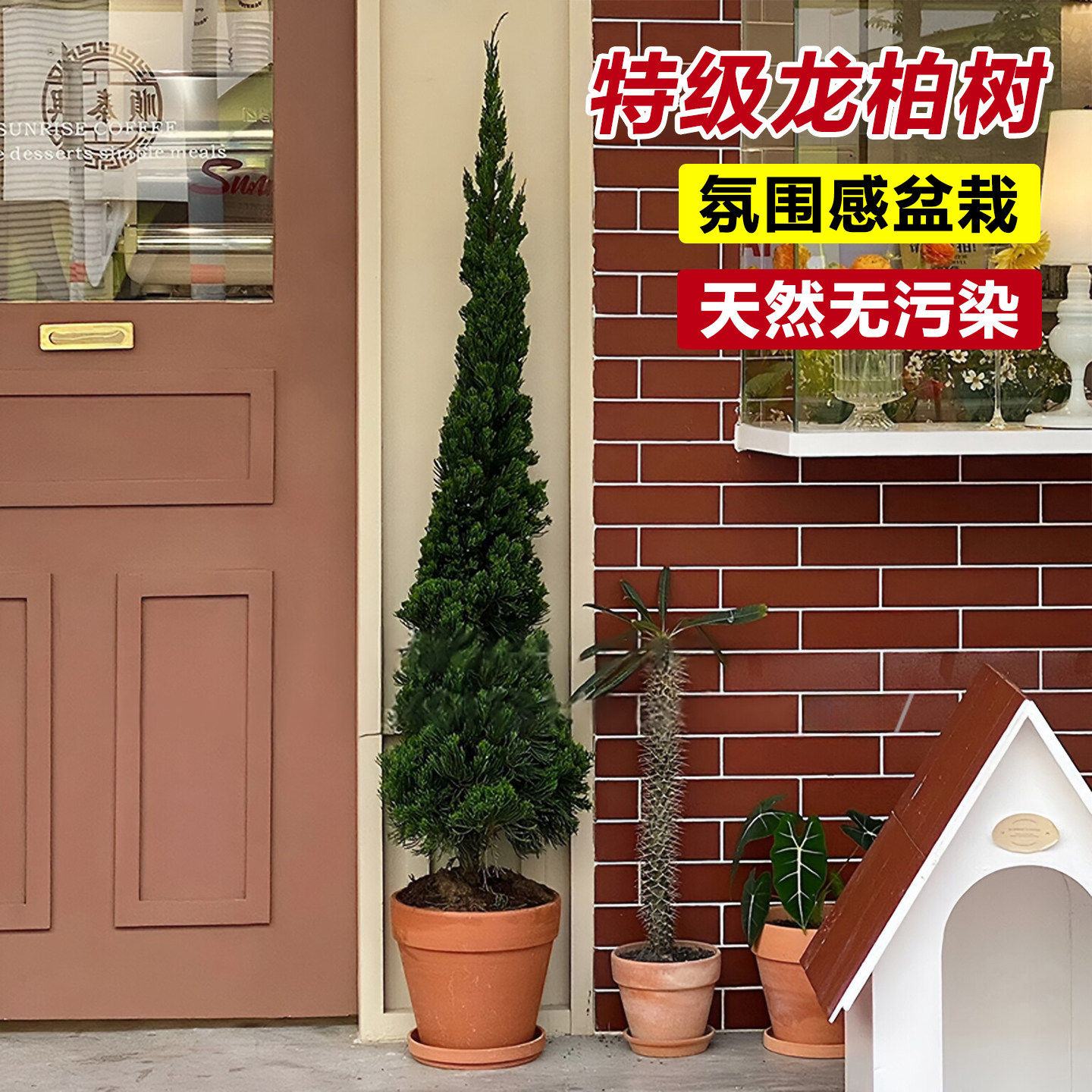龙柏树苗松柏塔松室内客厅高级感