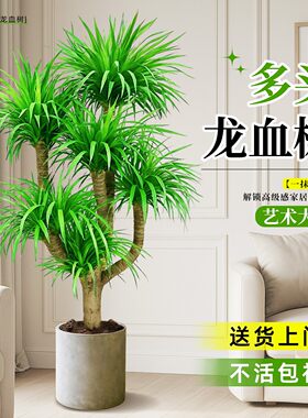 龙血树多头老桩盆栽室内大型
