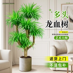 龙血树多头老桩盆栽室内大型