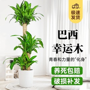 巴西木盆栽金心巴西铁步步高发财树办公室客厅大型清新空气绿植