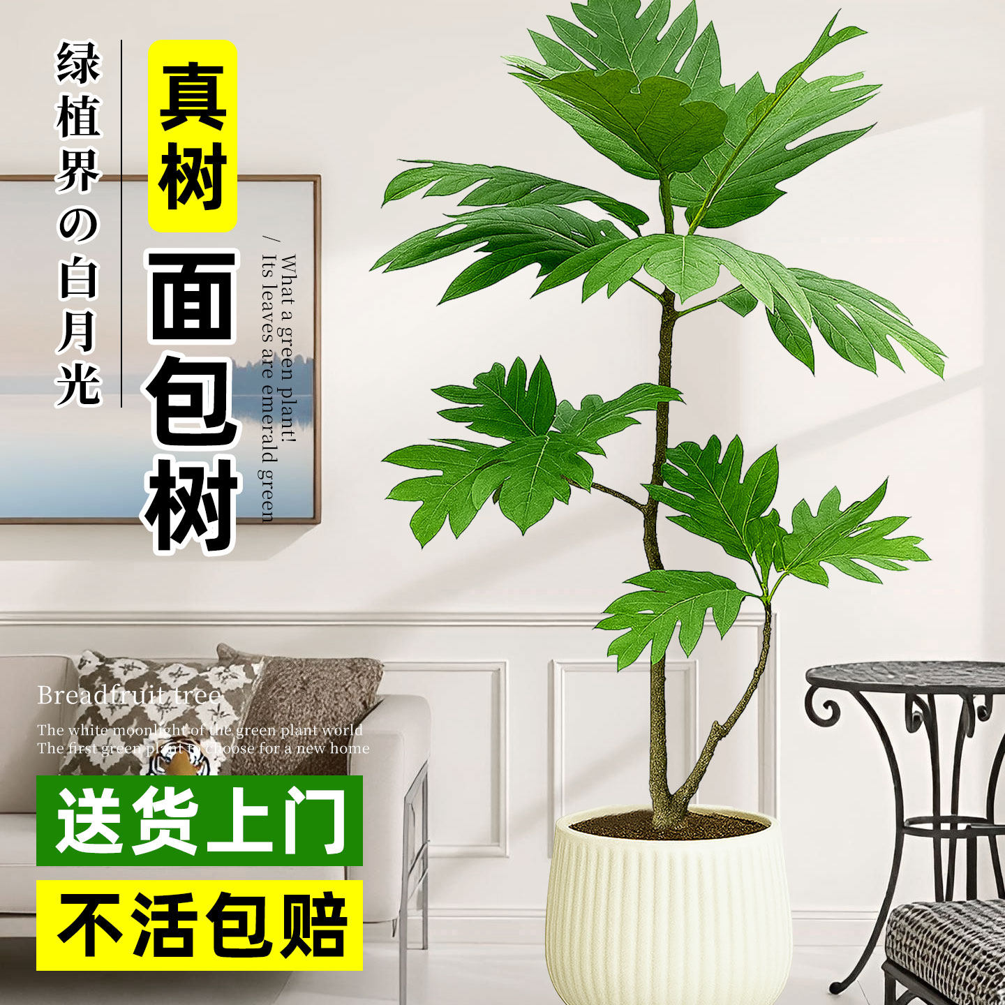 大型面包树盆栽家庭绿植物办公室