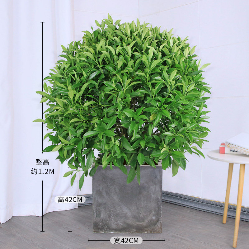大型非洲茉莉球盆栽四季常青