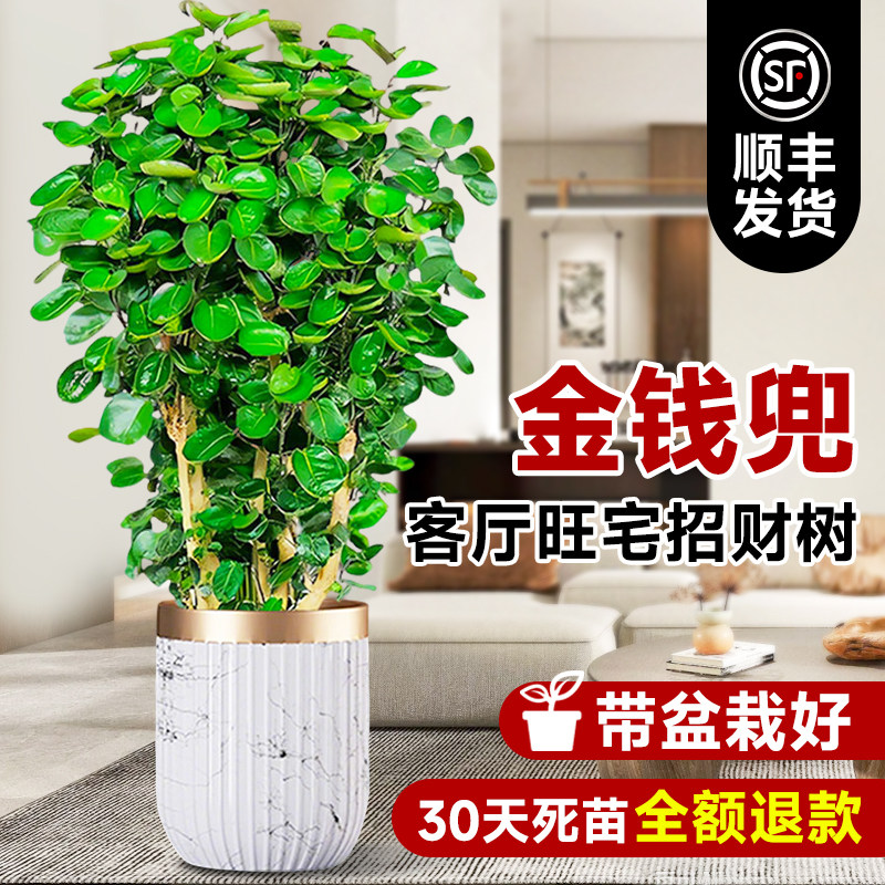 金钱兜盆栽老桩绿植福禄桐