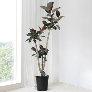 老桩橡皮树盆栽精品黑金刚大型客厅造型绿植室内室外庭院造景植物