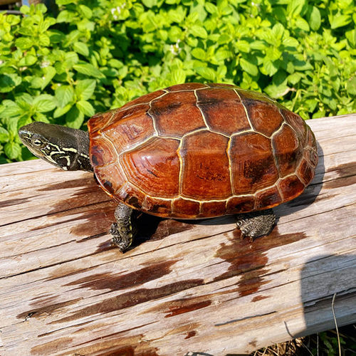 直播付款链接墨龟中华草龟