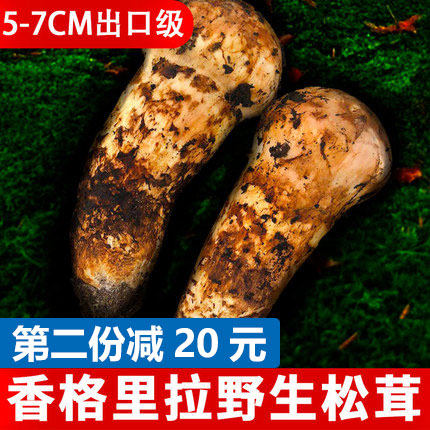 松茸新鲜野生5-7CM香格里拉雪山松茸菌500克云南特产出口级非干货|msdalam kategori beras/Utara-Selatan barangan kering/perasa, Utara-Selatan barangan kering/daging Kering, kering/Native, matsutake - dari Buy2taobao.com untuk memberikan perkhidmatan ejen Taobao profesional membeli